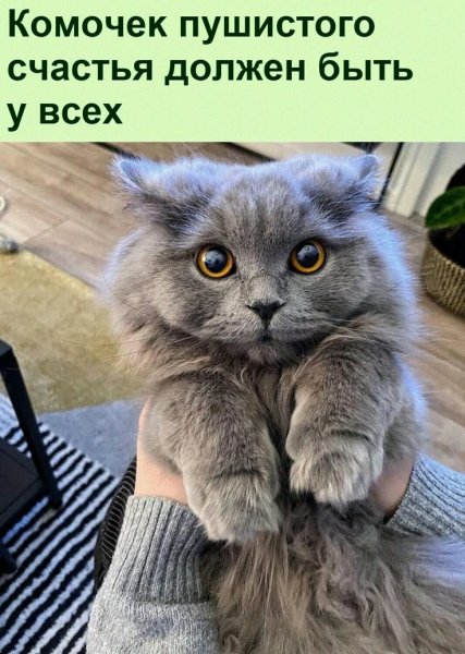КотЭ)