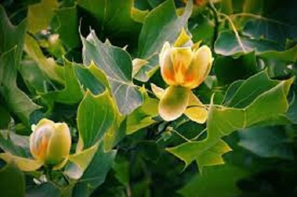 Тюльпанное дерево (4)