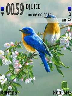 bluebrids 411