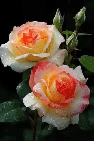file_95198160