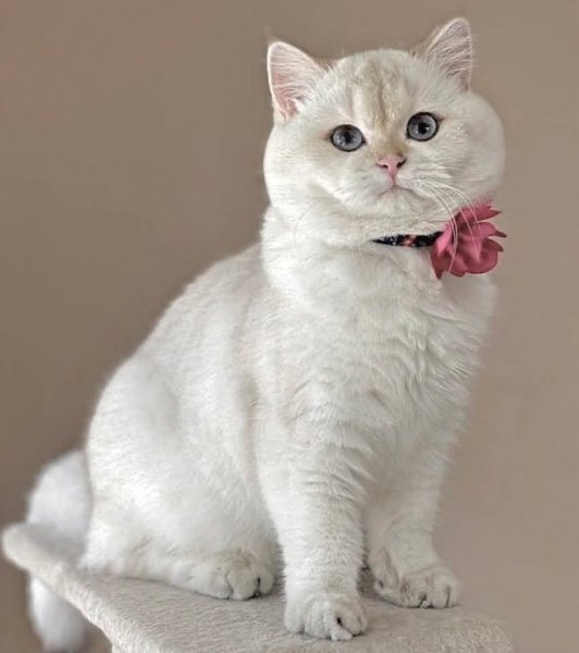 FB IMG 1774586865387