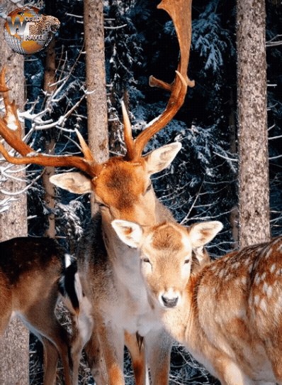 Сколько нежности...