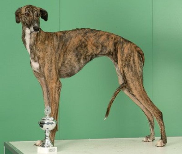 Испанская борзая, гальго (4)