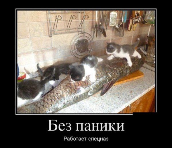 Без паники работает спецназ