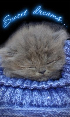 СПЯЩИЙ КОТИК
