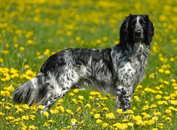 Мюнстерлендер большой