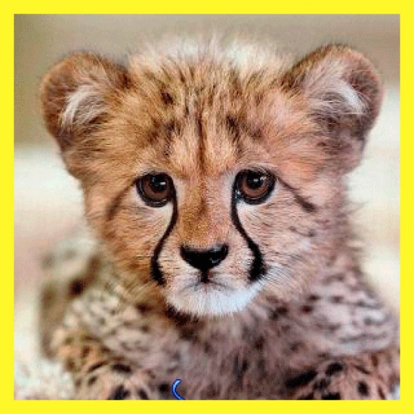 Детёныш гепарда