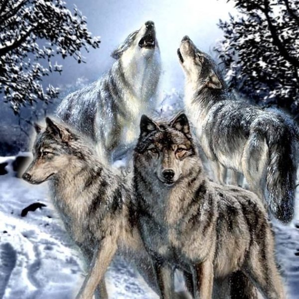 Волчья любовь...