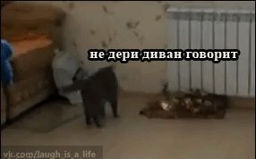 Не дери диван говорит