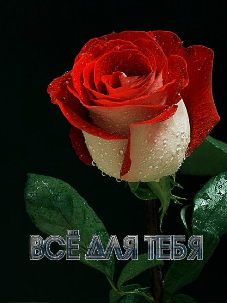 Всё для тебя ЖКРоза