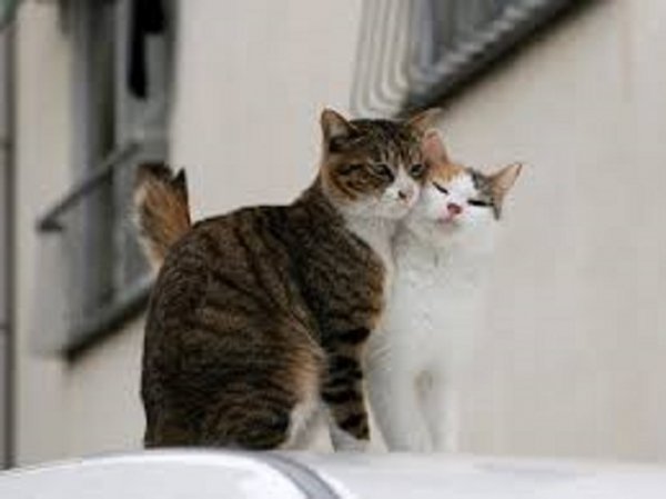 Коты