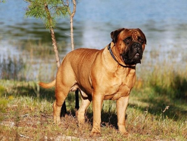 Бульмастиф (2)