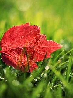 Red Leaf