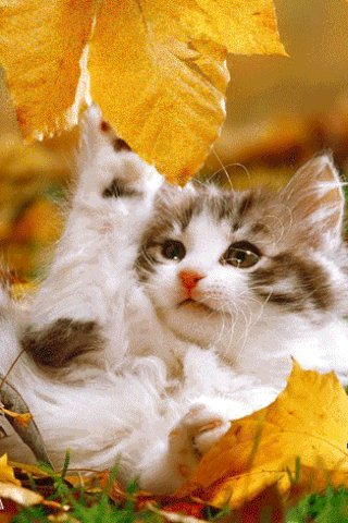 4fea7169236ffe007ab19a933f767d3a