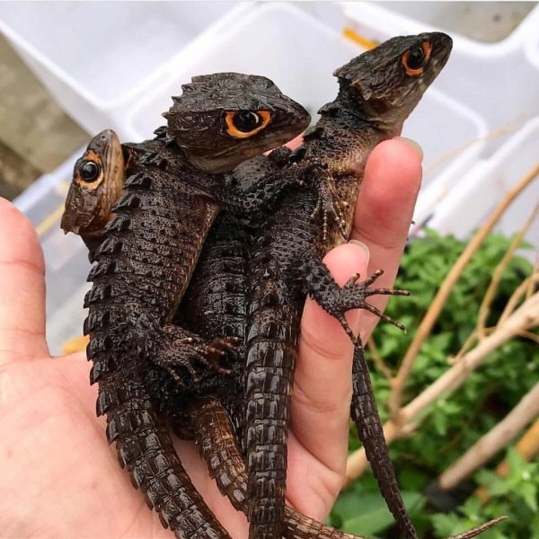 ESXRDFTFGGDXGSXFJVZ0
