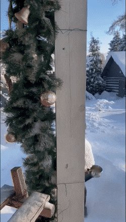 gifs 13