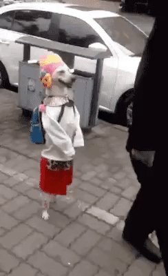 собачка-модница