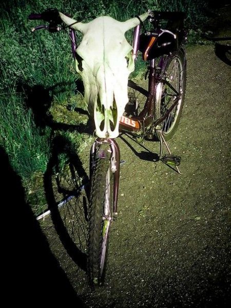 kot nachalo stranstvij