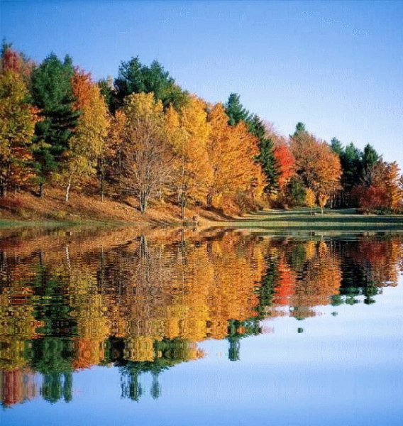 Осень золотая