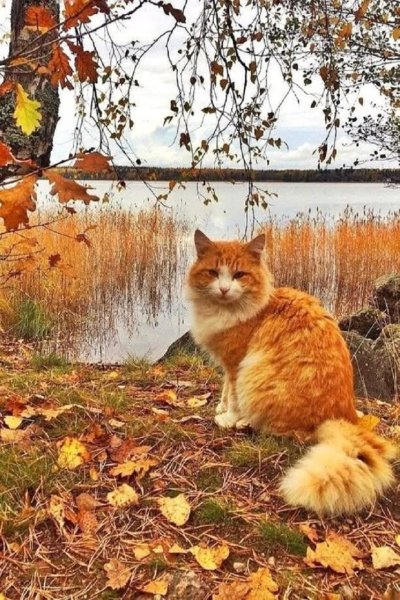 Рыжий кот