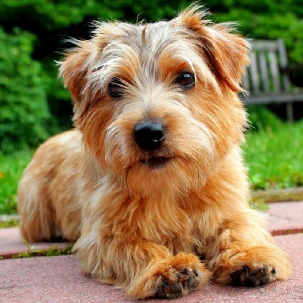 Норфолк-терьер (3)