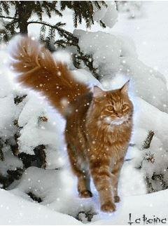 Рыжий кот (La Reina)