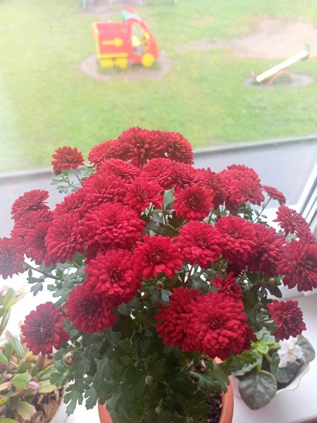 Мои хризантемы