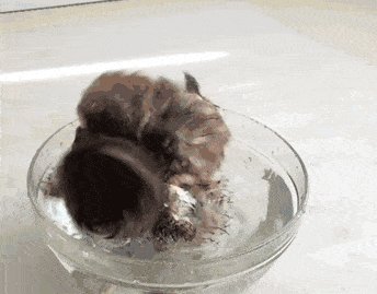 Совёнок