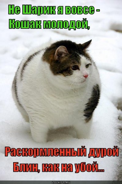 kotbanchik- 1416057692