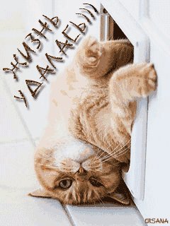 жизнь удалась