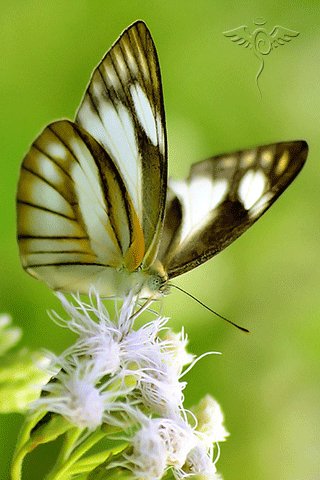 butterfly