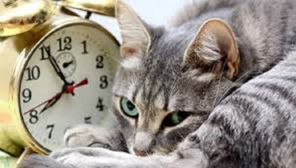 Кот и часы