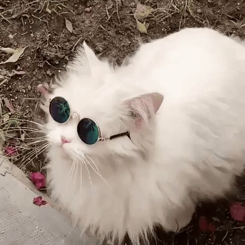 Котолепс