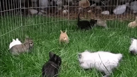 Котятки, Которые Думают, Что Они Кролики