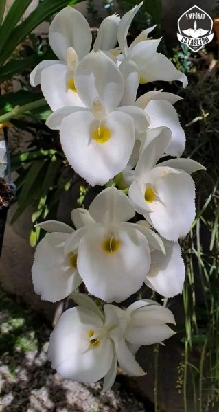 file_96269906