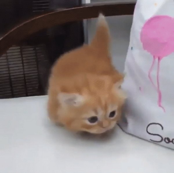 gif 1491330212