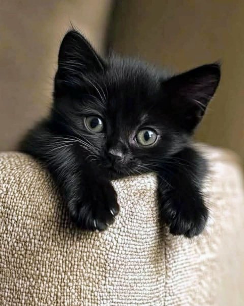 b991dc0d626419487197dfc3e5a28