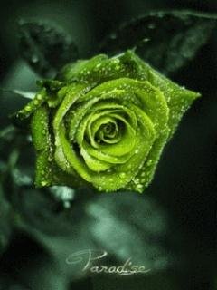 Love Green rose роза