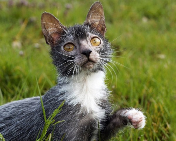 Кошка ликой