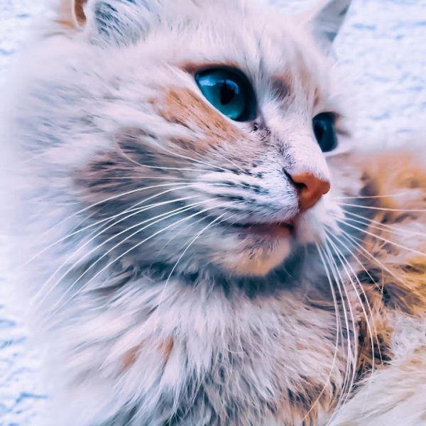Просто кошка