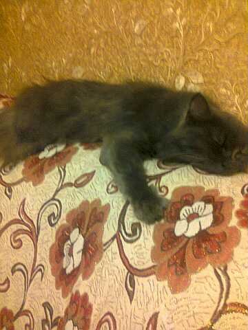 Моя красавица