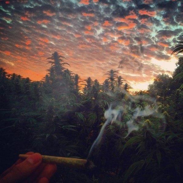 Grow Bible