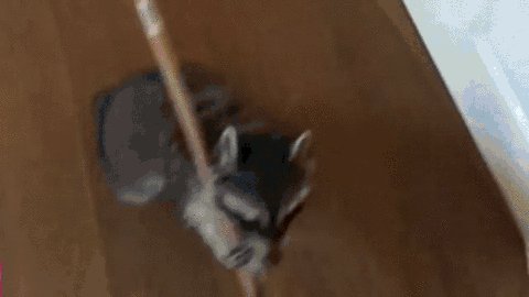 гифки, живность, енот, я у мамы помошник