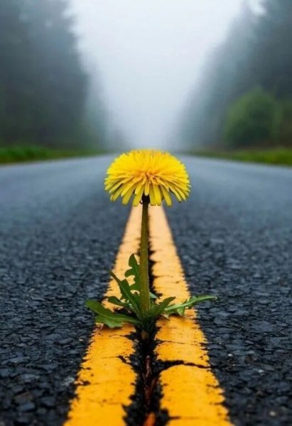 Если у вас есть мечта..