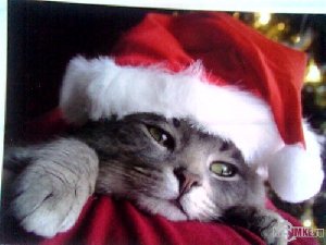 Новогодний котик