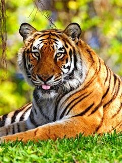 Tigr-4