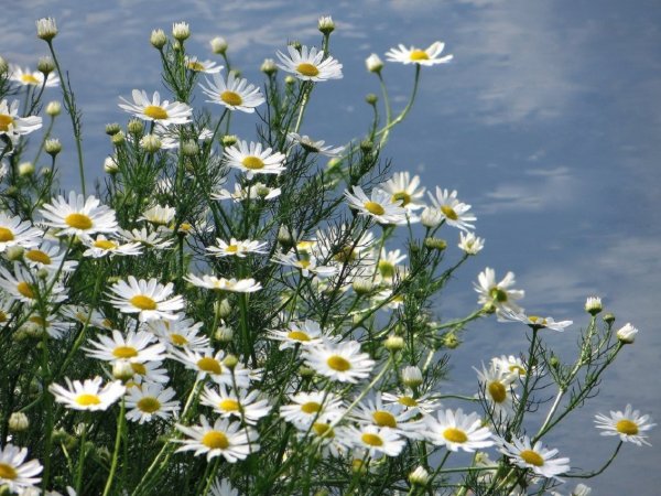 Ромашки