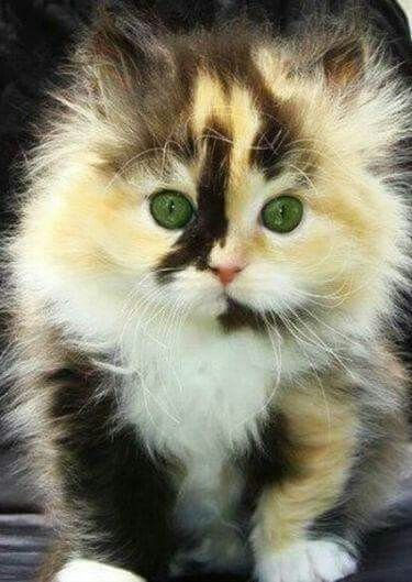 Ee0f0bf6aa71b19dd65bb4168846722e