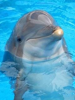 Дельфины