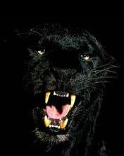 BlackPanther v3